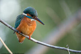 Common Kingfisher