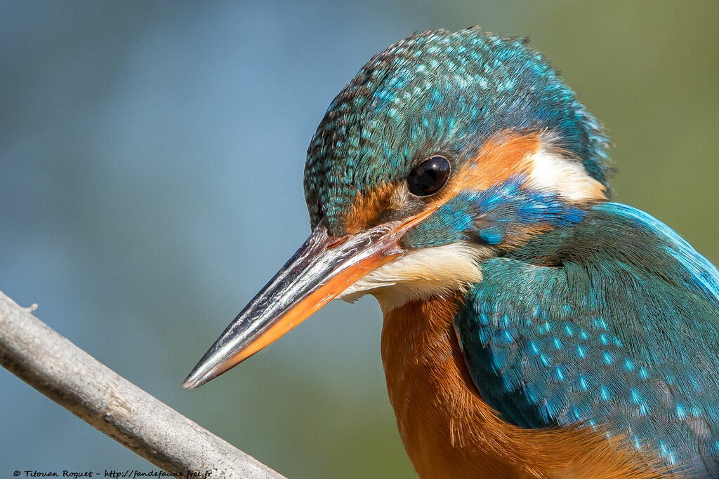 Martin-pêcheur d'Europe femelle adulte nuptial, identification, portrait