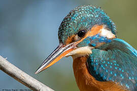 Common Kingfisher