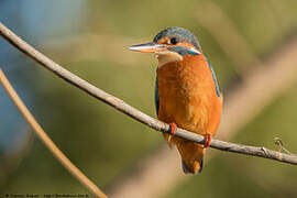 Common Kingfisher