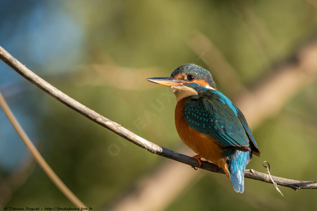 Common Kingfisher female adult breeding, identification