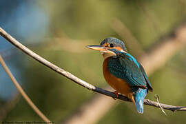 Common Kingfisher