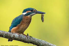 Common Kingfisher