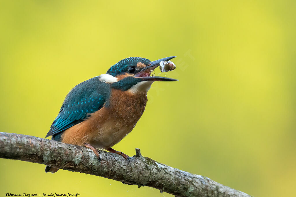 Common Kingfisher