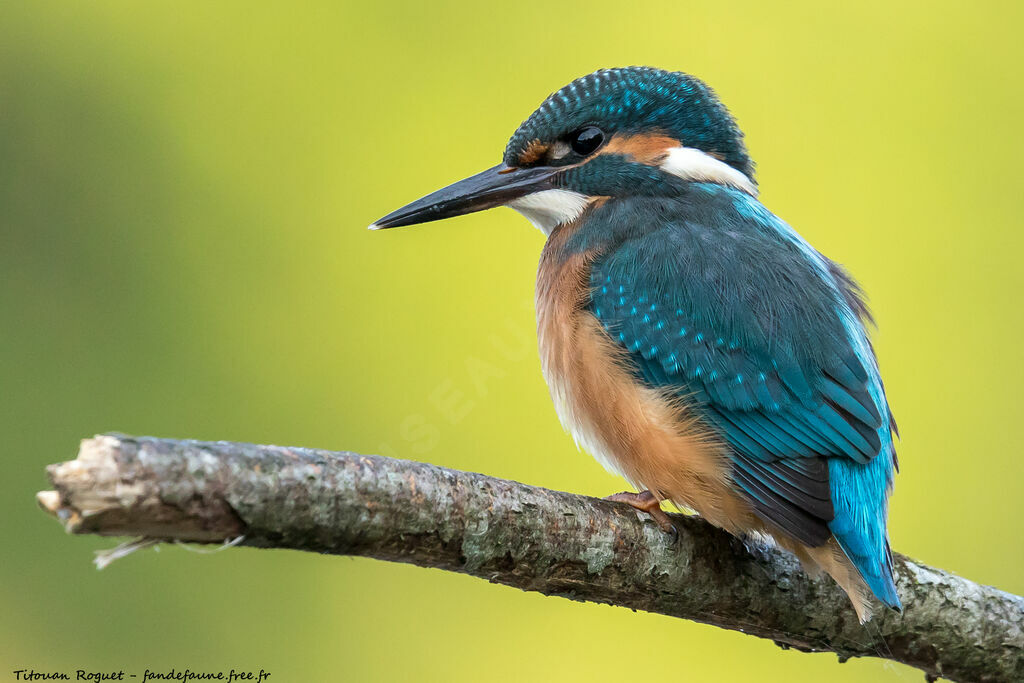 Common Kingfisher