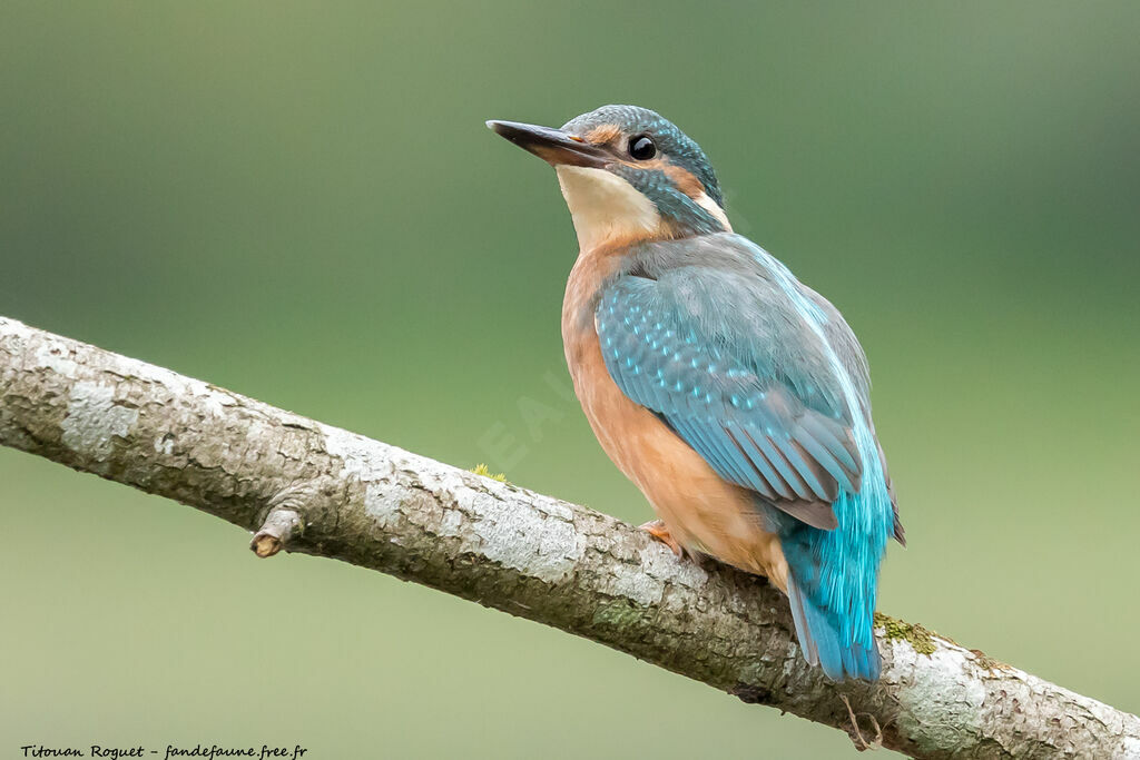 Common Kingfisher