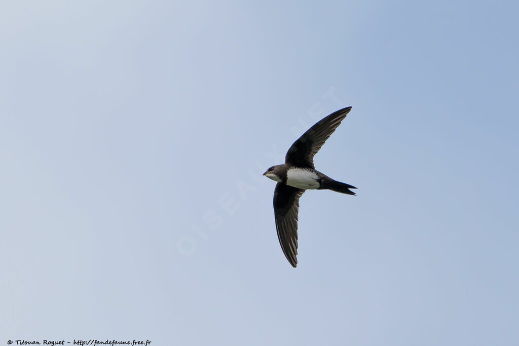 Alpine Swift, identification, aspect, pigmentation, Flight