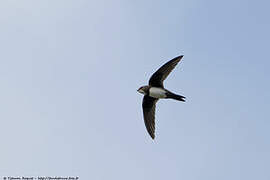 Alpine Swift