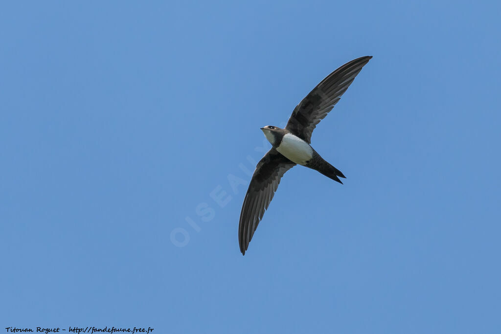 Alpine Swift