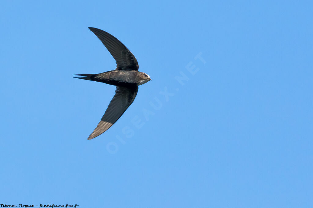 White-rumped Swift