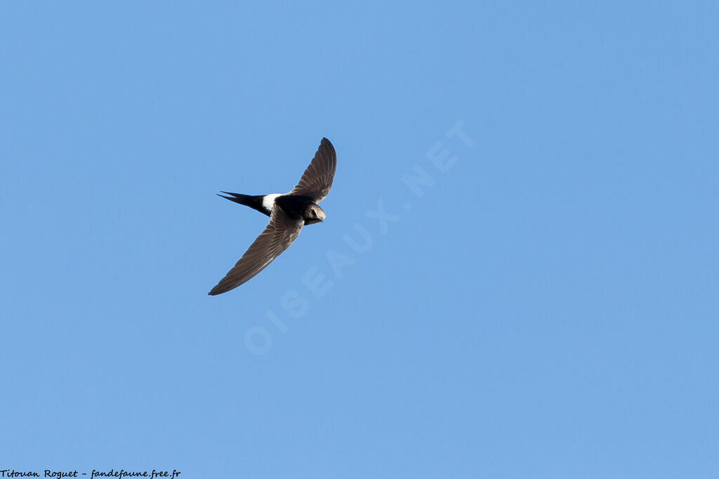 White-rumped Swift