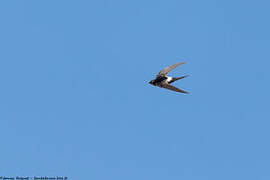 White-rumped Swift