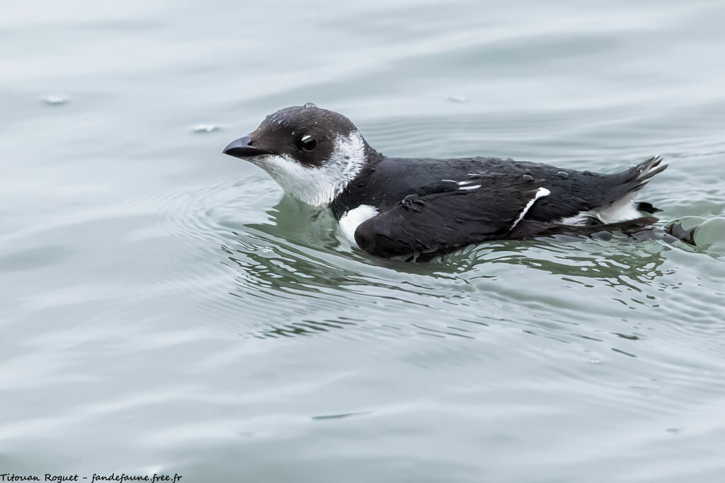 Little Auk