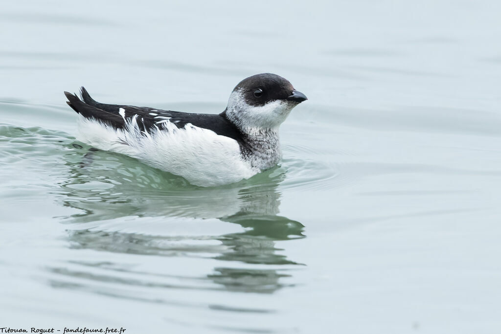 Little Auk