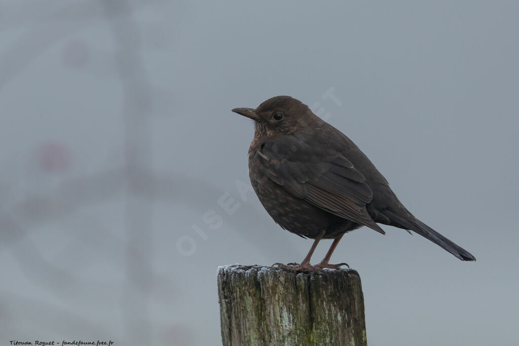 Common Blackbird