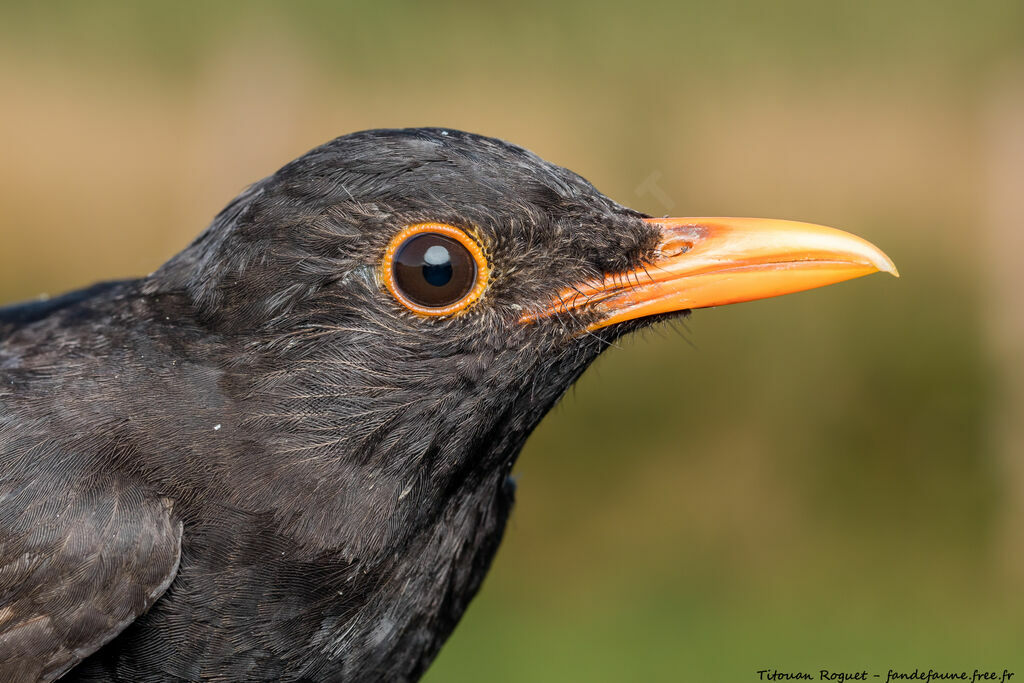 Common Blackbird