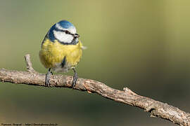 Mésange bleue