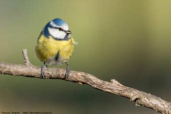 Mésange bleue