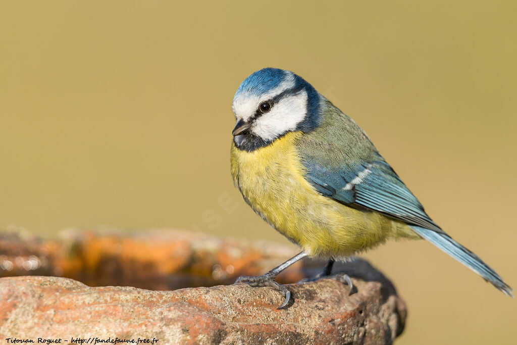 Mésange bleue