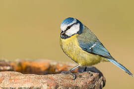 Eurasian Blue Tit