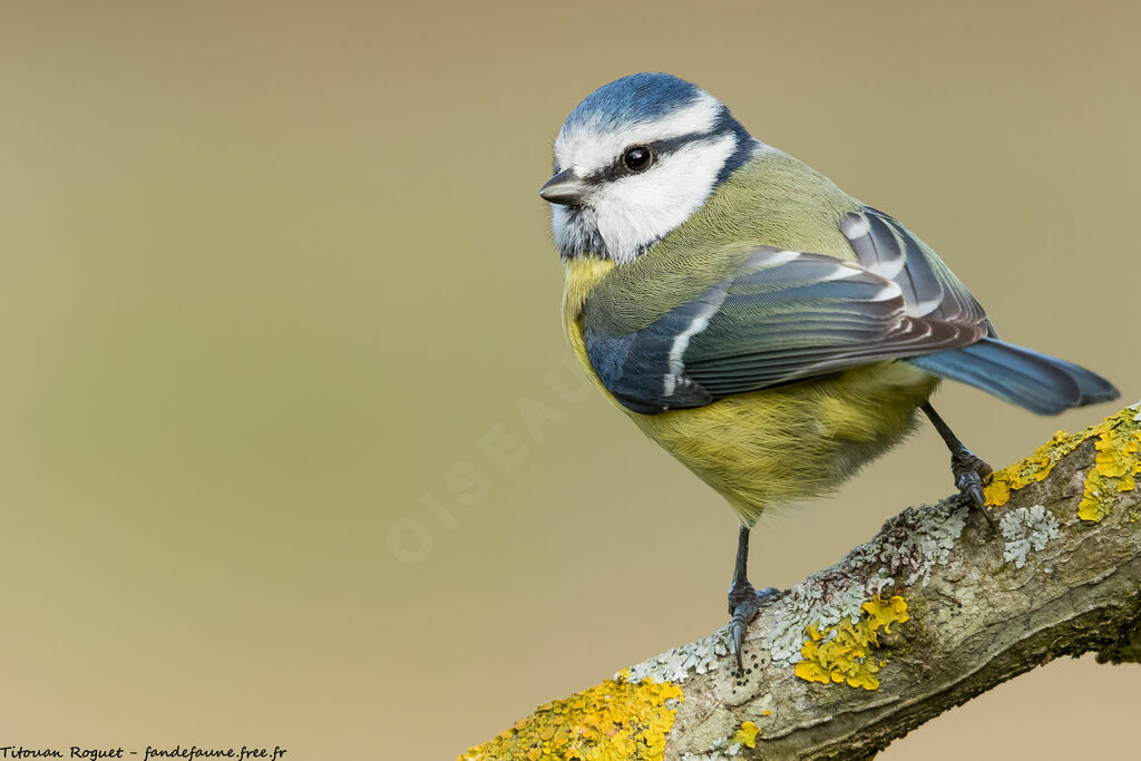 Eurasian Blue Tit