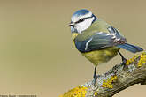 Mésange bleue