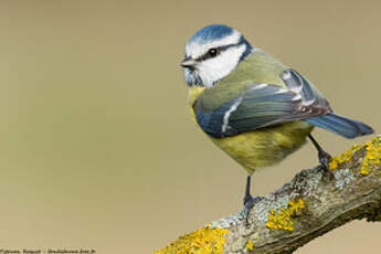 Mésange bleue