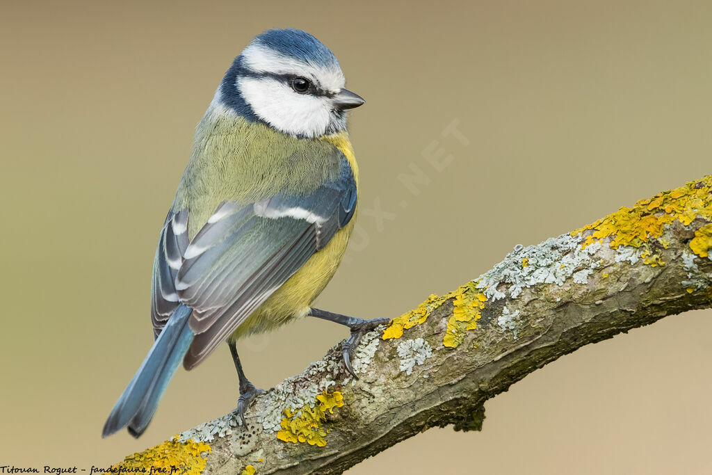 Eurasian Blue Tit