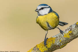 Eurasian Blue Tit