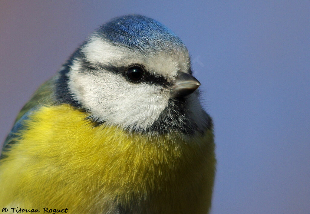 Eurasian Blue Tit, identification, close-up portrait