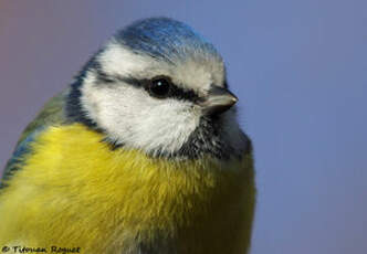 Mésange bleue