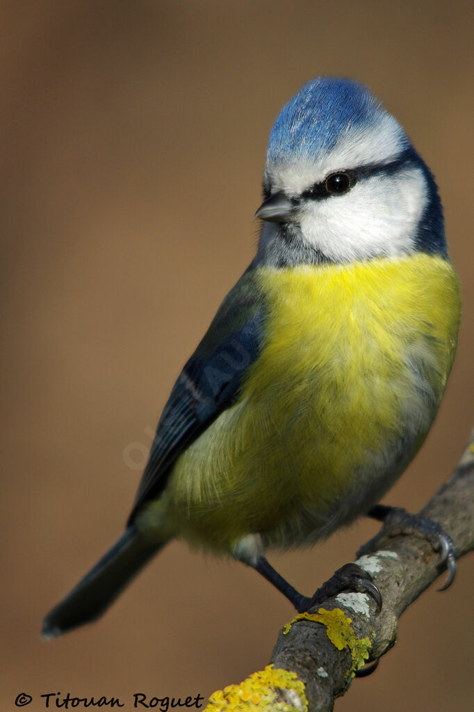 Eurasian Blue Tit, identification