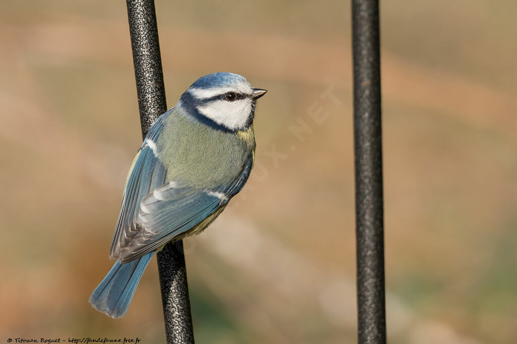 Eurasian Blue Tit