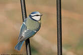 Mésange bleue