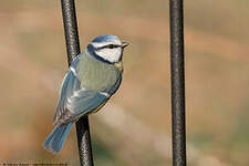 Mésange bleue