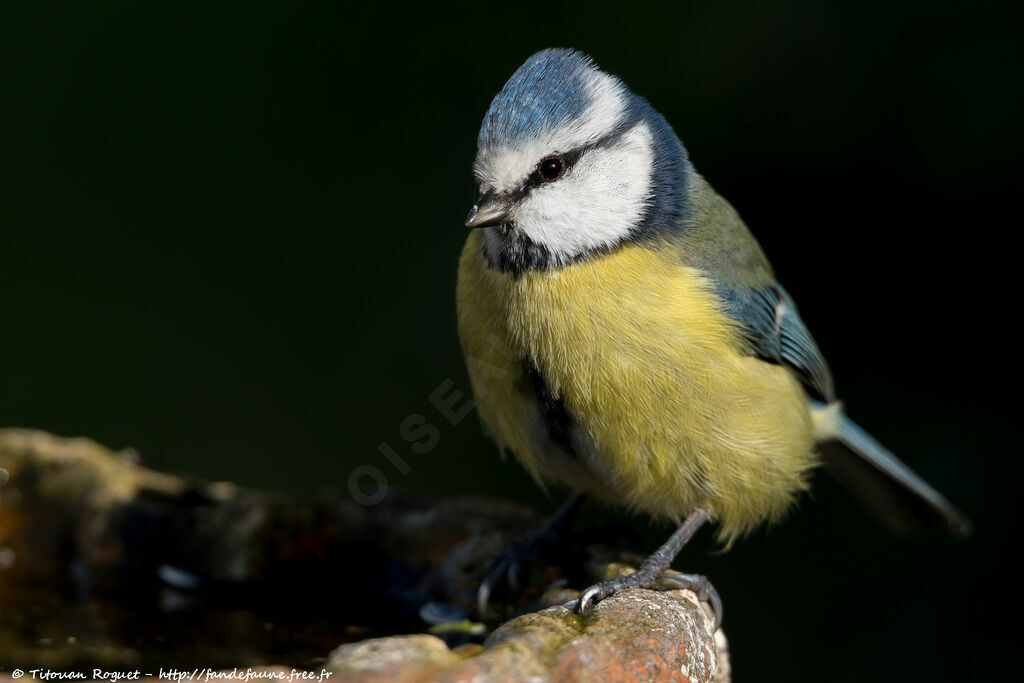 Mésange bleue