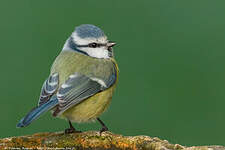 Mésange bleue