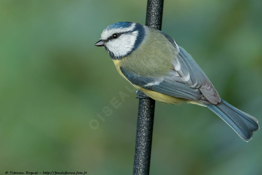 Mésange bleue