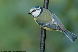 Mésange bleue