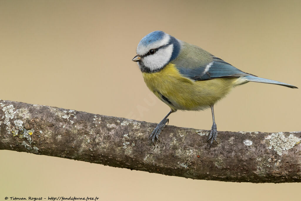 Mésange bleue