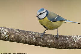 Eurasian Blue Tit