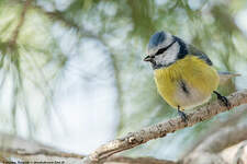 Mésange bleue