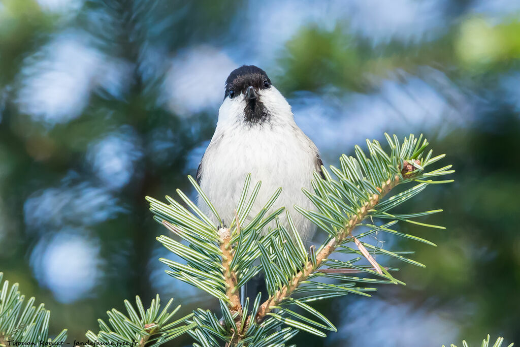 Willow Tit