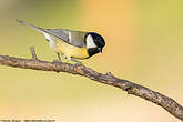 Mésange charbonnière