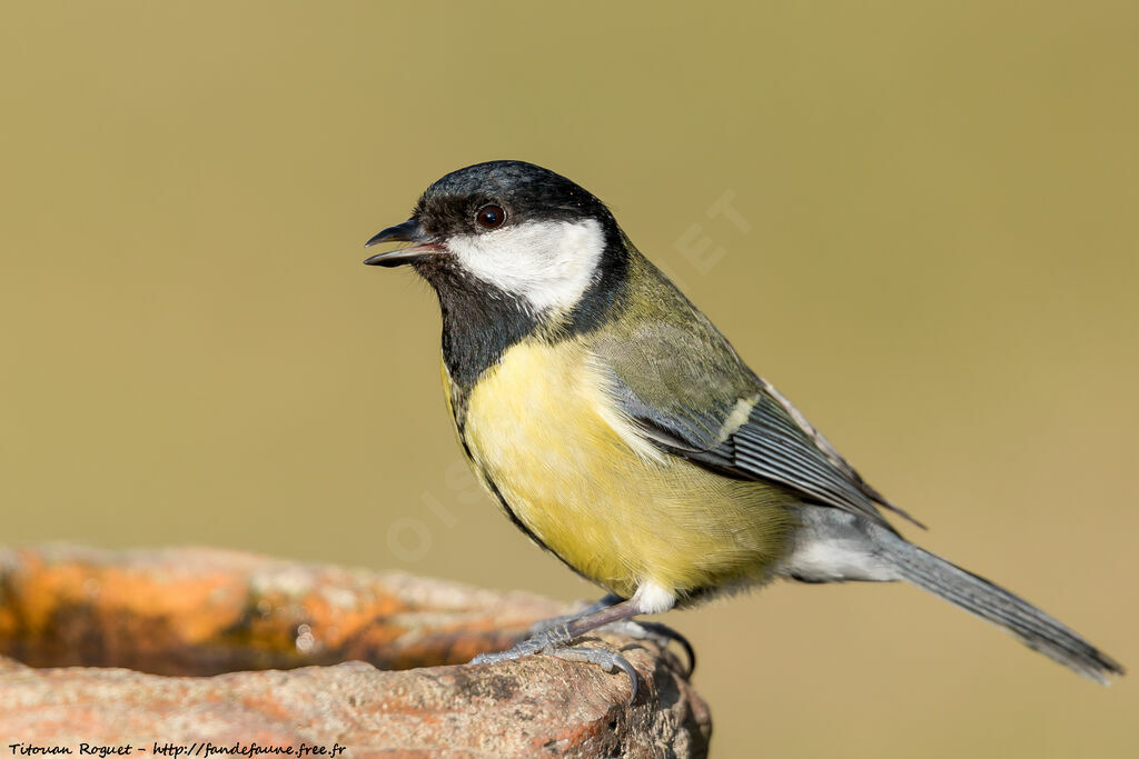 Great Tit