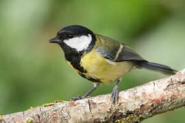 Great Tit