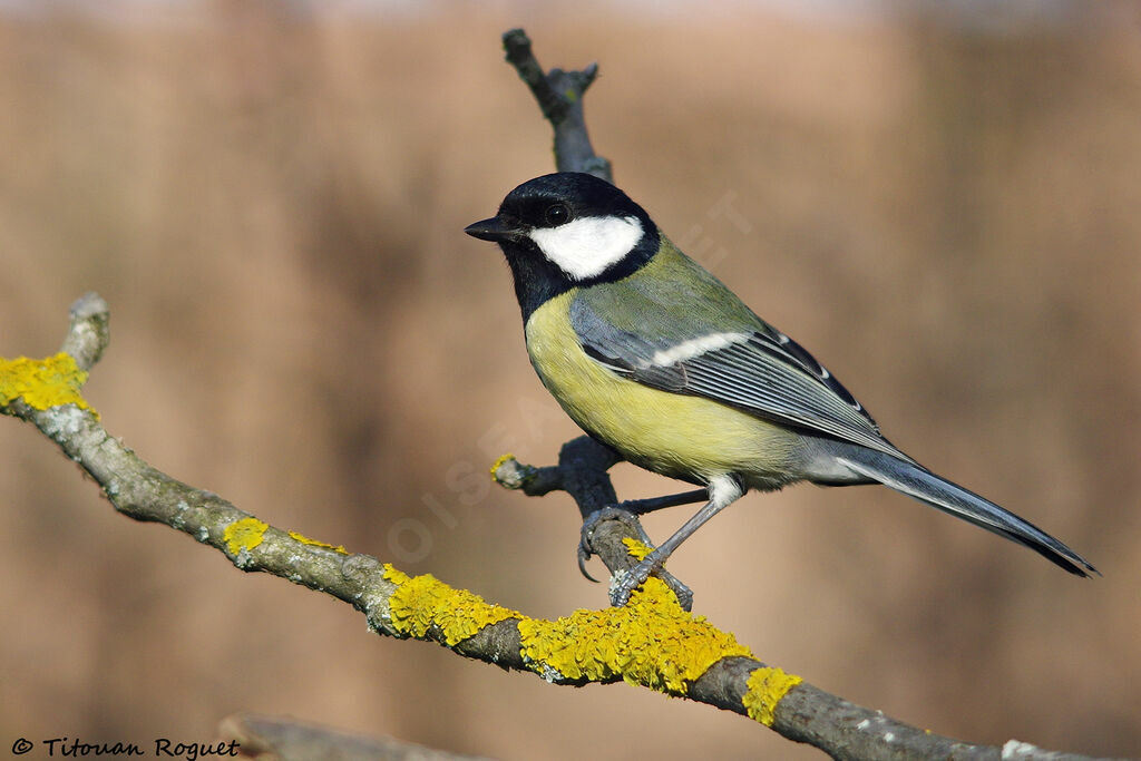 Mésange charbonnière, identification