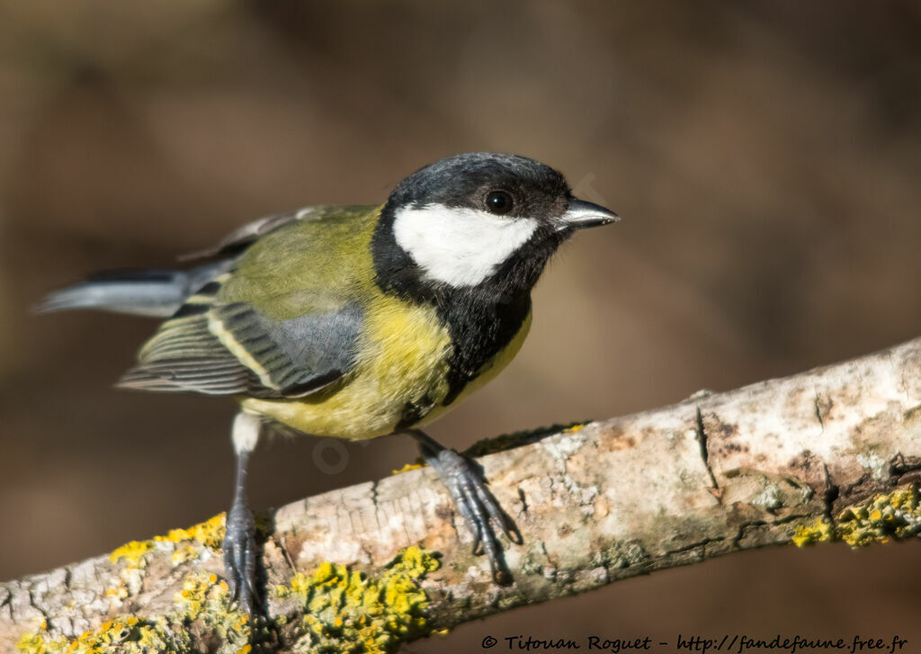 Mésange charbonnière, identification