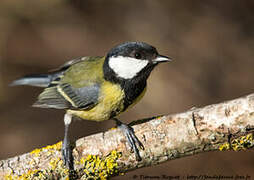 Great Tit