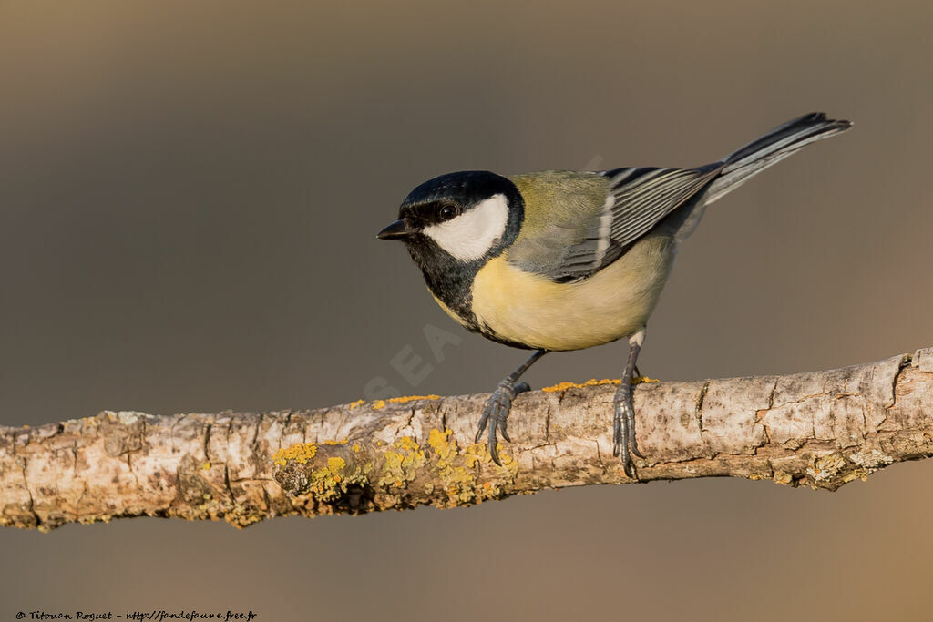 Great Tit